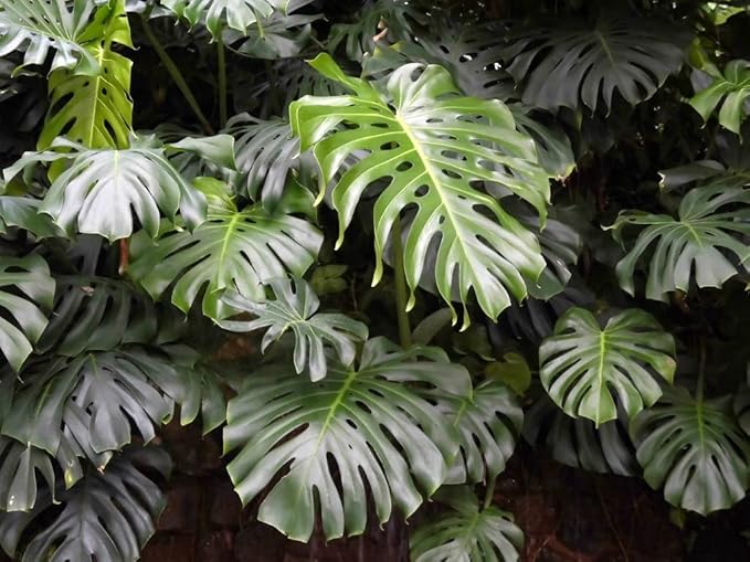 Monstera Borsigiana Planting Mix - Promotes Steady Growth and Healthy Leaves - 10 Quart (2 Bags of 5 Quart)