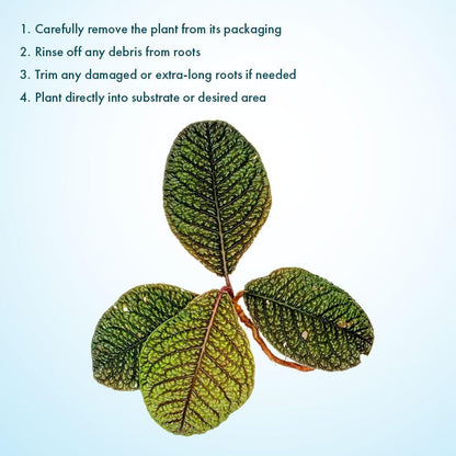 SubstrateSource Live Jungle Plant - Ardisia Dino - Moderate Care, Low to Medium Light, Metallic Green and Maroon Accent, Vivarium or Terrarium Terrestrial Plant - Loose/Bare Root