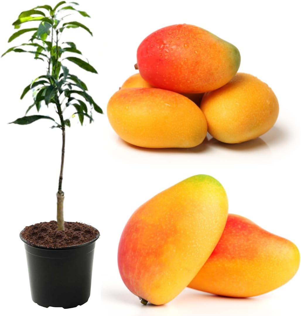 No CA, Maha Chanok Mango Plant Tree Live, Mango Trees Plant Grafted, 2 to 3 Ft in Height in 3 Gallon Pot, Grafted Mango Trees Live Plants for Planting