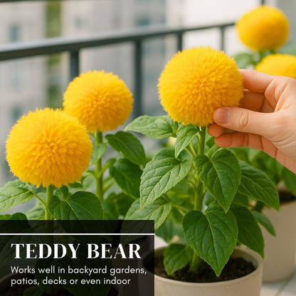 100 Teddy Bear Sunflower Seeds for Planting – Ultra-Fluffy Golden Blooms with Round Heads – Perfect for Gardens, Containers, and Pollinator-Friendly Landscaping - Unique and Fun