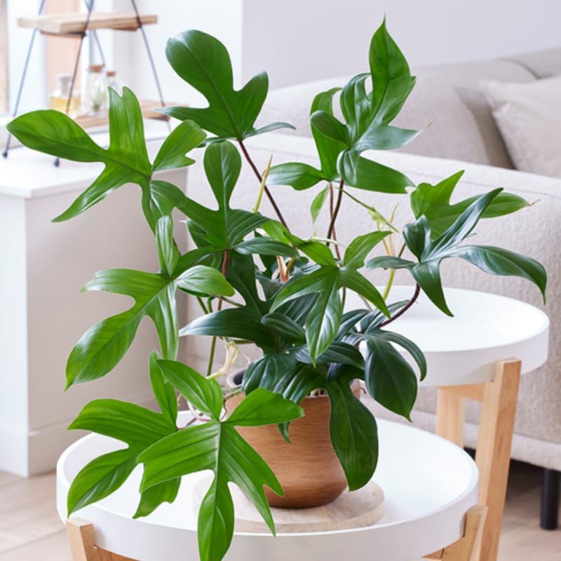 2 Beauty Philodendron Live Plant 5-9" Tall, Rare Tropical Indoor Houseplant Home Garden