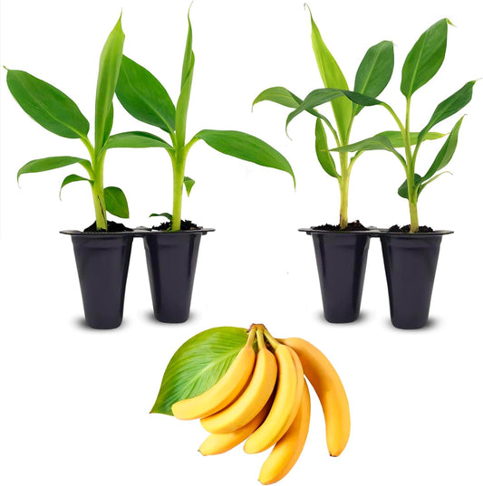 Banana Basjoo Plants (4 Pack) – Live Cold Hardy Banana Plants for Planting, Fast-Growing Ornamental Musa for Garden or Pots, Tropical Foliage, Thrives in Zones 5–11