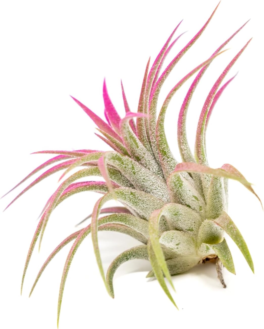 Fuchsia Colorful Tillandsia Air Plants - Long Lasting Color Enhanced Live Tillandsia Succulent House Plants - Home and Garden Decor - Easy Care Indoor/Outdoor Plants (Ionantha Rubra, Pack of 3)