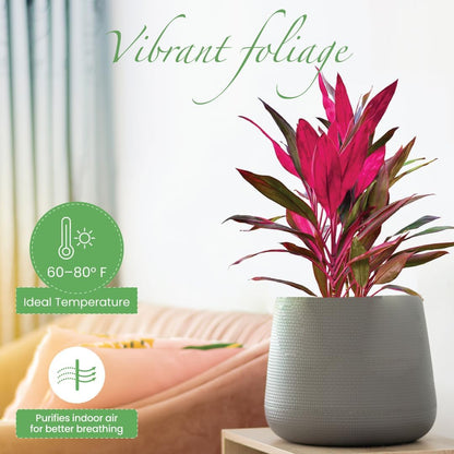 American Plant Exchange Ti Plant 'Sister' – 10-Inch Pot – Live Easy Care Indoor Houseplant, Air-Purifying, Bright Light Tropical Plant for Home, Garden Patio Decor
