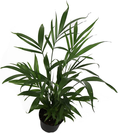American Plant Exchange Live Cat Palm – 6-Inch Pot – Tropical Houseplant with Soft Arching Green Fronds, Pet-Friendly Easy Care Indoor Plant for Homes, Apartments, Offices & Indoor Jungle Décor