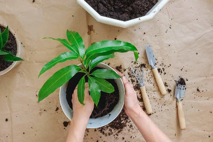 Elevate Your Mango Tree Garden with Gardenera's Organic Potting Mix - Tailored for Robust Mango Trees and Flavorful Harvests - 2 Quart