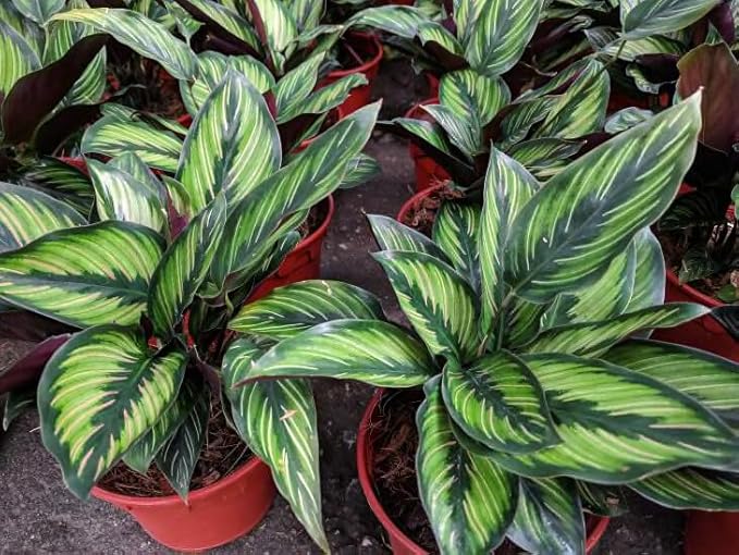 Premium Calathea Plant Potting Soil by Gardenera - Infuse Your Space with Captivating Leaves and Lively Vitality - 2 Quart