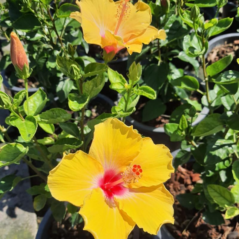 Rare Yellow Hibiscus Plant Live, Hardy Hibiscus Flowers Colorful Blooms for Outdoor Landscapes, 8-10 Inch Height, Hibiscus Shrubs, No Pot, Well-Rooted