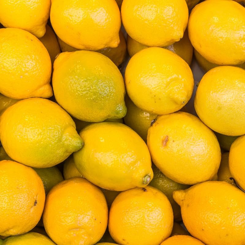 Lisbon Yellow Lemon Tree, 2 to 3 feet Live Lemon Trees, Yellow Lemon Tree Live Plant in Pot, Live Lemon Tree, Grafted Lemon Tree for Outdoor Garden, No Ship to CA