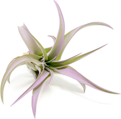 Lavender Colorful Tillandsia Air Plants - Long Lasting Color Enhanced Live Tillandsia Succulent House Plants - Home and Garden Decor - Easy Care Indoor and Outdoor Plants