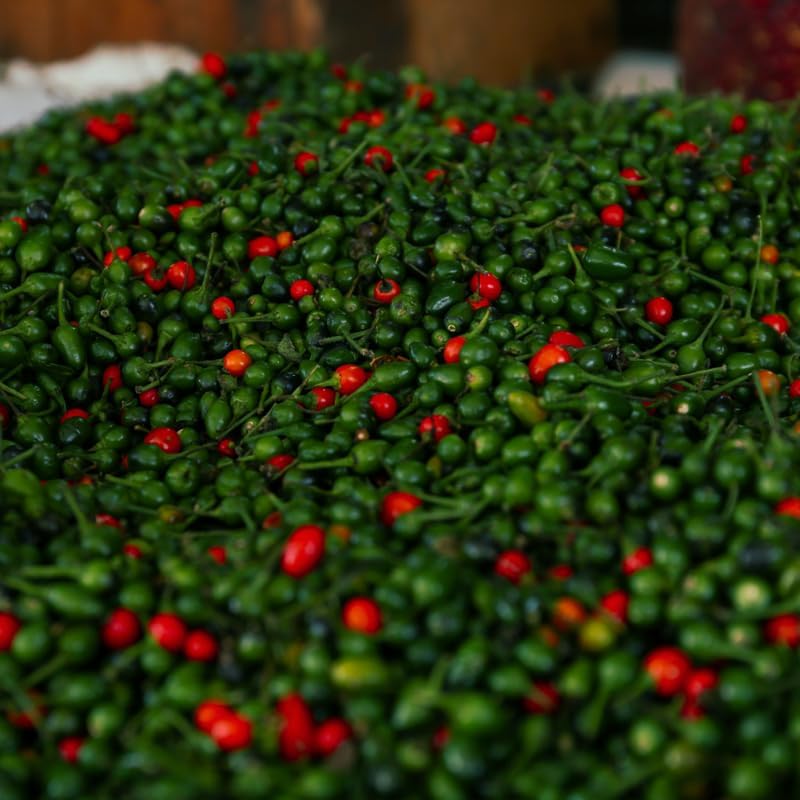 Set 2 Chiltepin Pepper Plants, Live Chiltepin Pepper Seedlings for Outdoor Garden, 4 to 8 Inch Tall Hot Pepper Live Plant, Red Chili Pepper Live Plant for Garden
