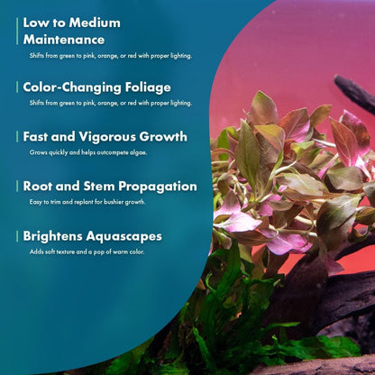 SubstrateSource Live Plants – Ludwigia Ovalis – Moderate to High Light, Green to Orange, Midground Accent – Lead Bunch, 4 Pack