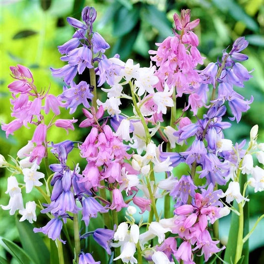 Spanish Bluebell Mixture - Perennial Spanish Bluebells (Wood Hyacinth) Bulbs for Planting | Spring Flowering Bulbs, Bell Shaped Flowers - Easy to Grow (25 Pack)