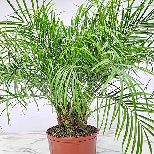 Roebellenii Palm - Live Palm Tree Plant - 3 Gallon Pot - Overall Height 30" to 34" - Tropical Plants of Florida (Plant Only)