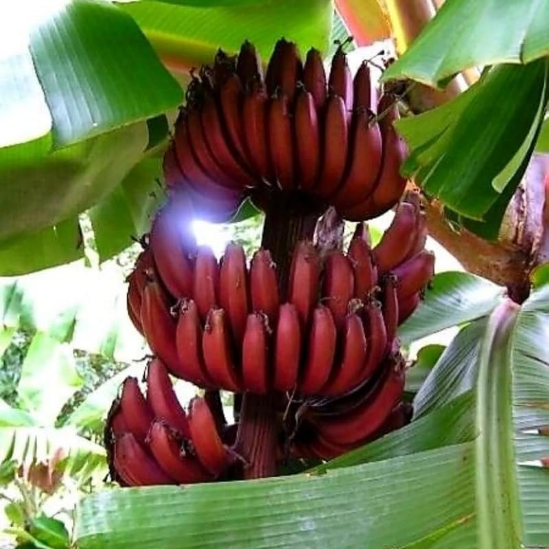 Red Banana Plant Live, 4-6" Tall Well-Rooted for Indoor Tropical Displays, Cold Hardy Banana Fruit Tree