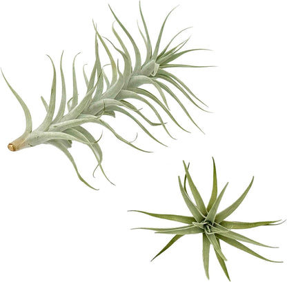 Live Air Plants - Tillandsia Albida 7-12" - 1ct – ragnaroc Live Indoor Plant - Live Arrival Guaranteed - House Plants for Home Decor & Gift