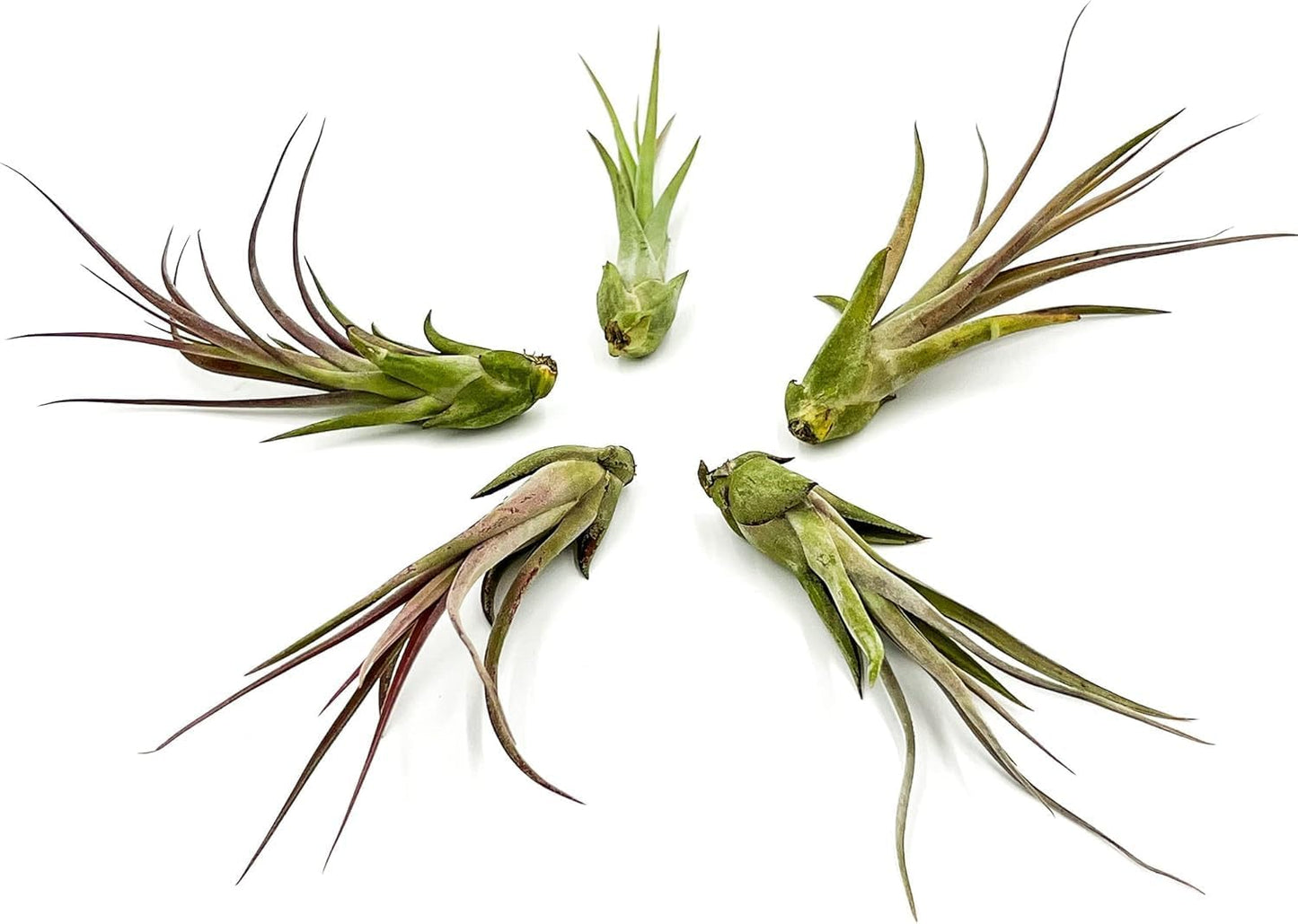 ragnaroc Live Air Plant – Tillandsia Capiput, Jumbo 6-9” - 1ct - Live Arrival Guaranteed - House Plants for Home Decor & Gift