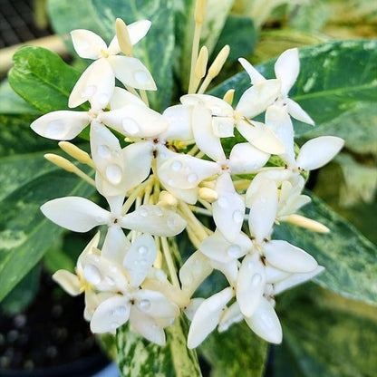 2 Snow Ixora Live Plants, Well-Rooted Flowering Ixora Shrub Seedlings, 4-9” Tall, Tropical Ixora Bush for Indoor or Outdoor Garden