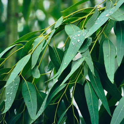 Park Seed Grow Your Own Eucalyptus Seeds Plant, Perfect for Indoor Growing and Spring Garden, Lemon Bush, Pack of 15