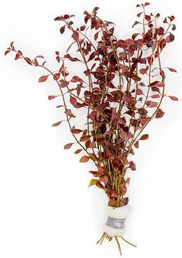 SubstrateSource Mini Bolbitis Baby Leaf - Live Aquarium Plant for Fish Tank Decorations (1 Pot)