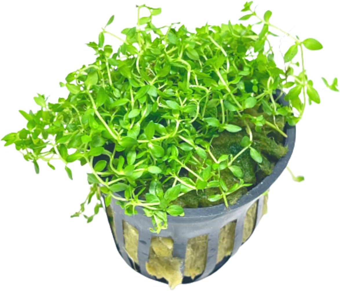 Mainam Pearl Weed Hemianthus Micranthemoides Potted US Nursery Live Aquarium Plants Decorations Freshwater Fish Tank Aquatic Plant3 Days Live Guaranteed