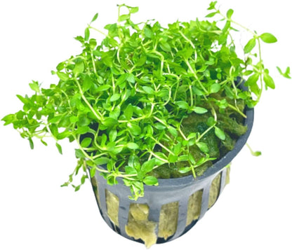 Mainam Pearl Weed Hemianthus Micranthemoides Potted US Nursery Live Aquarium Plants Decorations Freshwater Fish Tank Aquatic Plant3 Days Live Guaranteed