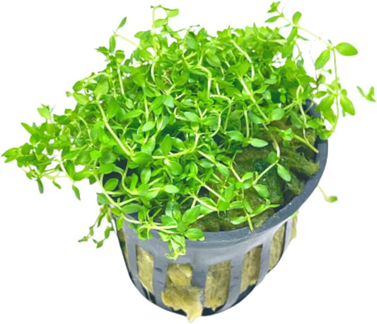 Mainam Pearl Weed Hemianthus Micranthemoides Potted US Nursery Live Aquarium Plants Decorations