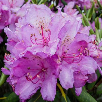 Rhododendrons Plant Live, Light Purple Rhododendron Shrub, Large Flowering Tree 1 Gallon Potted for Gardening