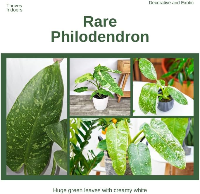 2 White Green Variegated Philodendron Live Plant 5-9" Tall, Rare Tropical Indoor Houseplant Home Garden