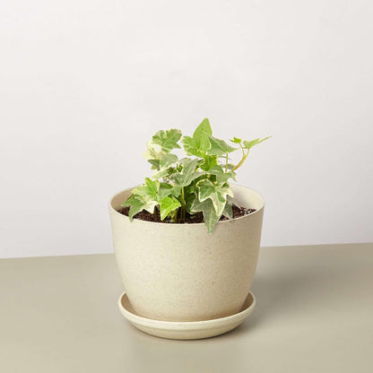 English Ivy Glacier Live Plant for Indoor | Different Houseplants in 3'' Pot | Real House Plant for Living Room, Office, Desk & Bathroom | English Ivy | Common Ivy