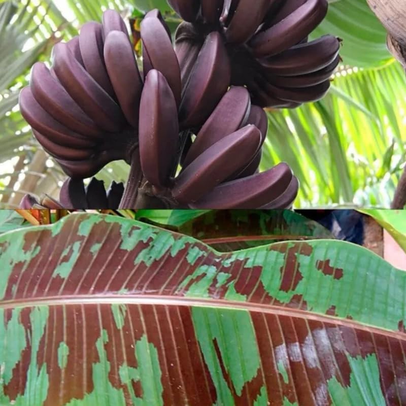 Zebrina Banana Plant Live, 4-6" Tall Well-Rooted for Indoor Tropical Displays, Cold Hardy Banana Fruit Tree