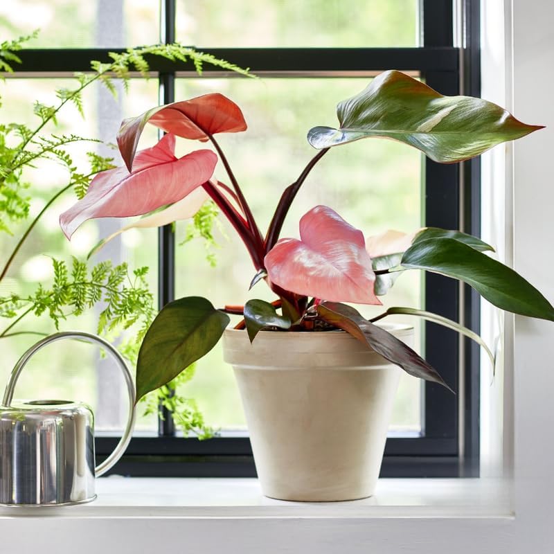 2 Pink Princess Philodendron Live Plant 5-9" Tall, Rare Tropical Indoor Houseplant Home Garden