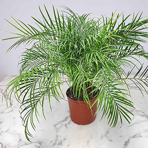 Roebellenii Palm - Live Palm Tree Plant - 3 Gallon Pot - Overall Height 30" to 34" - Tropical Plants of Florida (Plant Only)