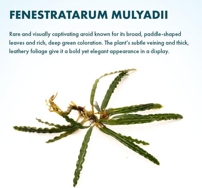 SubstrateSource Live Plants - Fenestratarum Mulyadii (Fenestratarum mulyadii) - Low to Medium Light, Deep Green, Hardscape, Terrarium or Paludarium Placement - Rhizome/Epiphyte Growth - Loose, 1 Pack