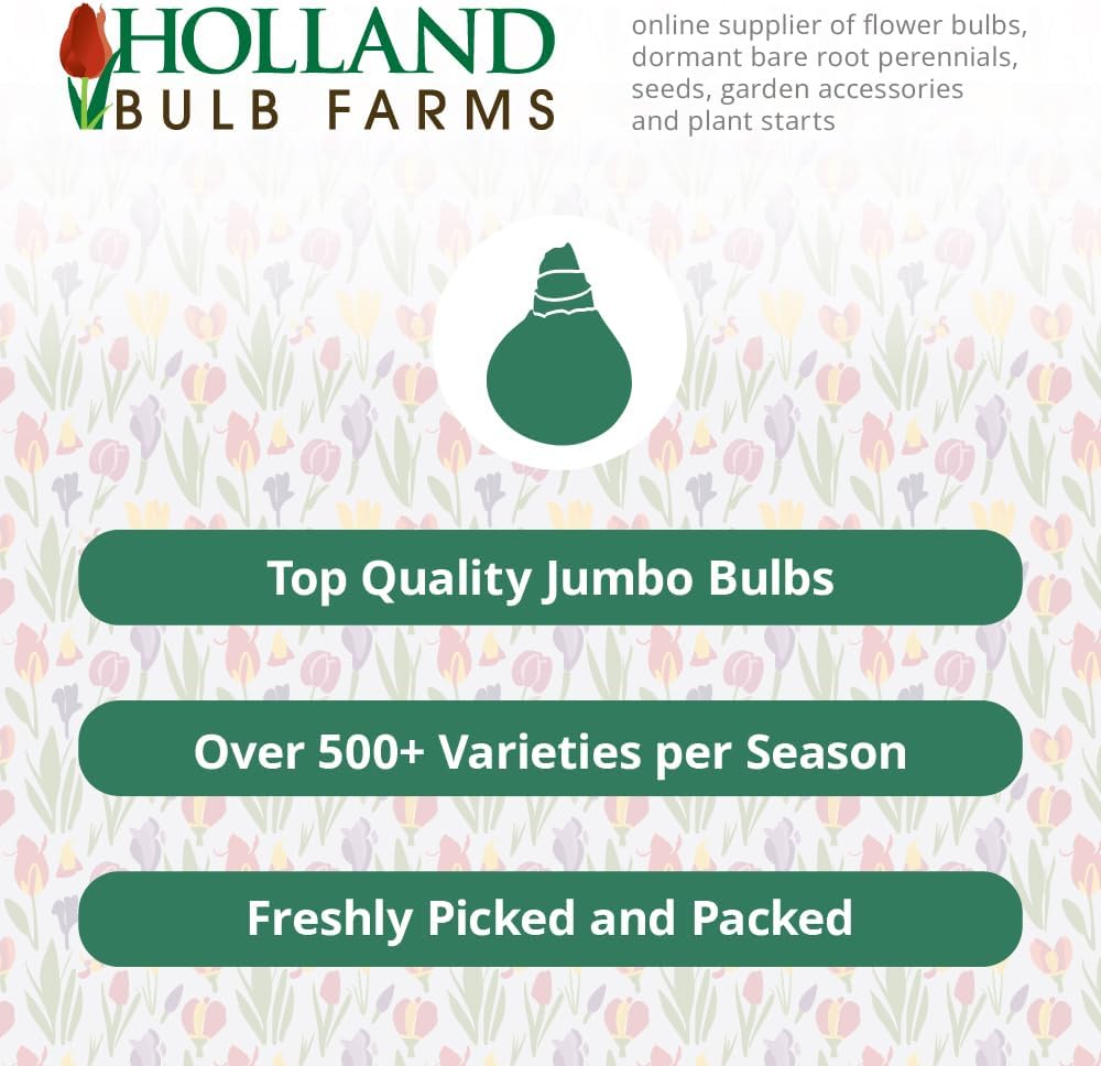 Plum Fun Bearded Iris Flower Bulb - Attracts Butterflies and Hummingbirds - Deer Resistant - Good as Cut Flowers - Naturalizing - Perennializing - Easy to Grow Live Plants - Outdoor Garden