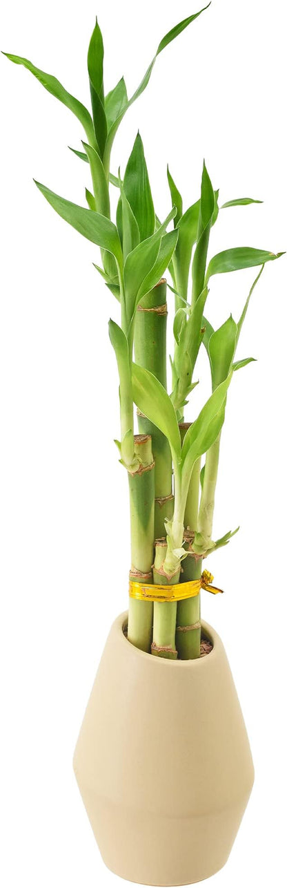 Arcadia Garden Products 5-Stem Lucky Bamboo, Live Indoor Plant in Dimension II Ceramic Planter for Home, Work, or Gift, Tan ***Cannot Ship to Hawaii***
