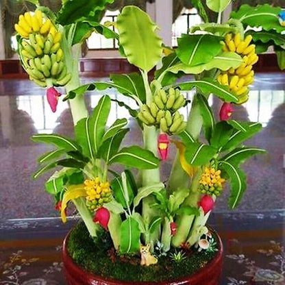 Seeds Exotic Ornamental Banana Tree Fruits for Planting Beatuful Non GMO