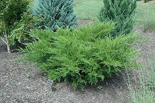 Sea Green Juniper - 10 Live Plants - Juniperus Chinensis - Hardy Evergreen Privacy Screen