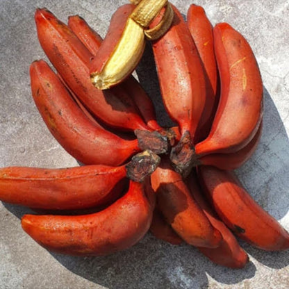 Red Banana Plant Live, 4-6" Tall Well-Rooted for Indoor Tropical Displays, Cold Hardy Banana Fruit Tree
