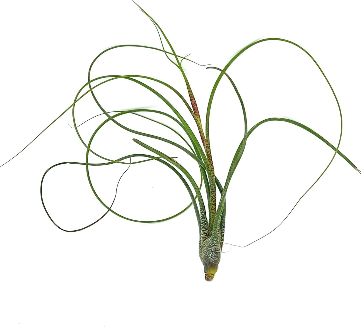 ragnaroc Live Air Plants - Tillandsia Butzii, Jumbo 7-9" - 2ct - Live Arrival Guaranteed - House Plants for Home Decor & Gift