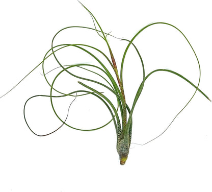 ragnaroc Live Air Plants - Tillandsia Butzii, Jumbo 7-9" - 3ct - Live Arrival Guaranteed - House Plants for Home Decor & Gift