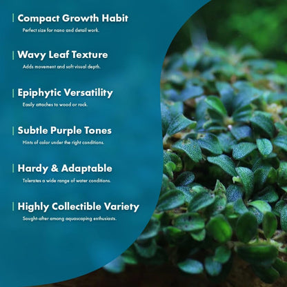 SubstrateSource Live Plants - Lamandau Mini Purple - Low to Medium Light Aquarium Display, Dark Green to Purple Accent, Foreground to Midground Aquatic Plant - Pot