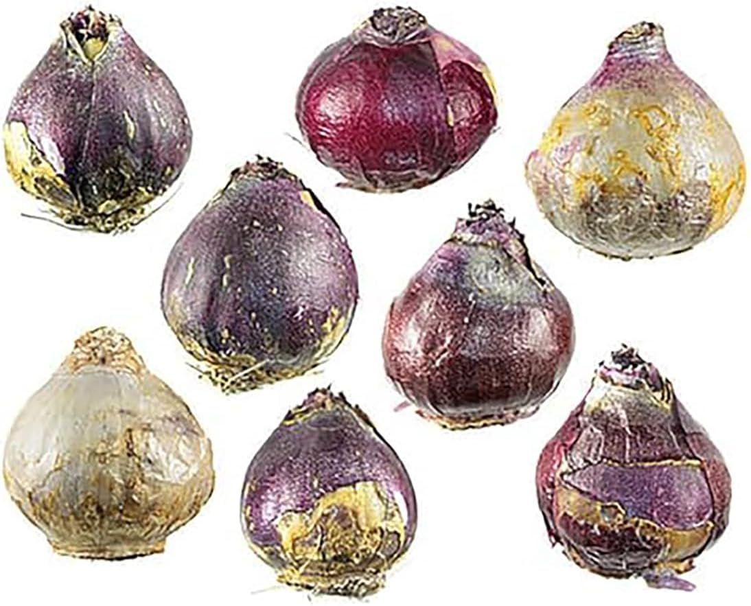 5 Aqua Hyacinth Bulbs