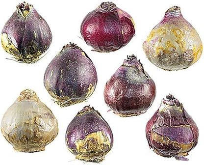 5 Aqua Hyacinth Bulbs