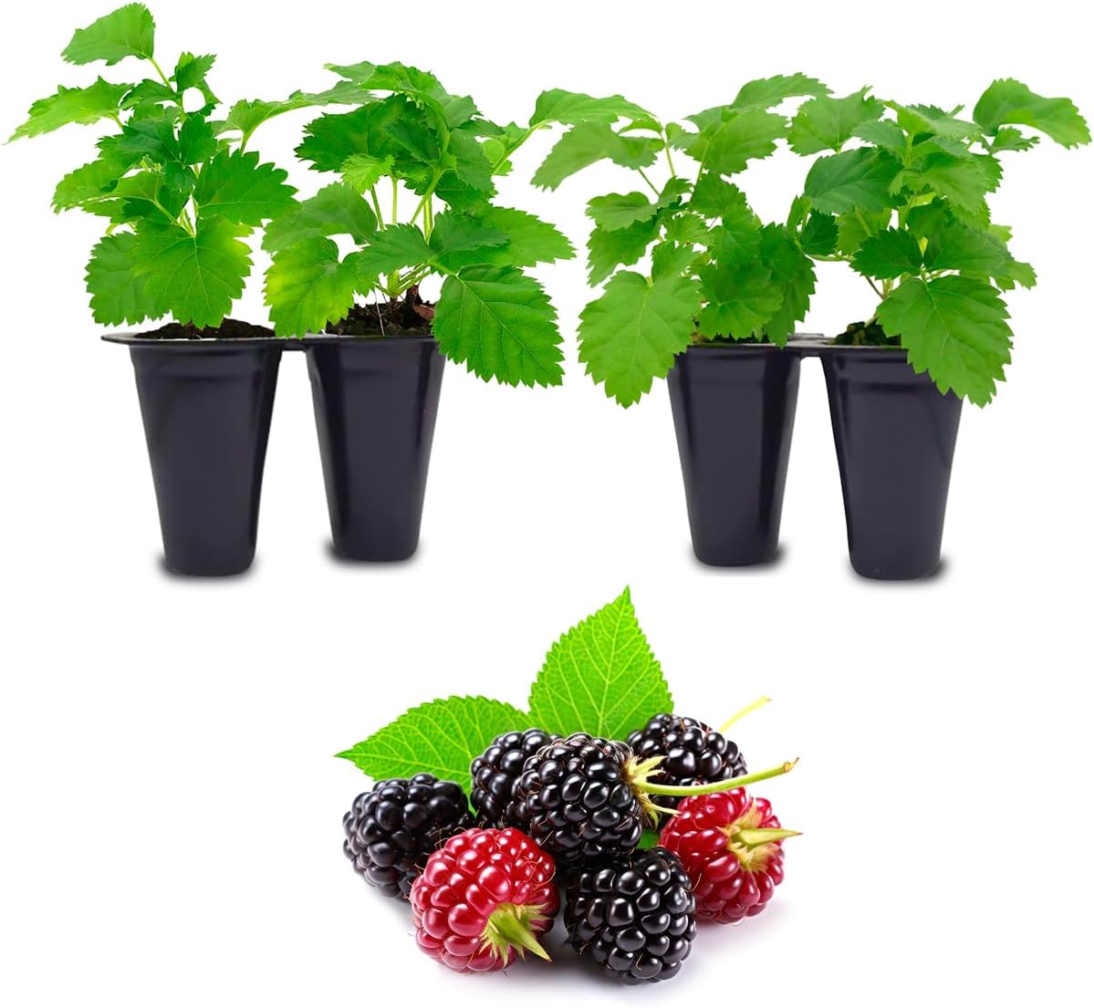 Boysenberry Plant (4 Pack) | Live Fruit Plant for Planting | Large, Juicy & Sweet Berries | Thorny & High-Yielding Variety | Grow Your Own Food in Your Edible Organic Garden | Perfect for Fresh Eating