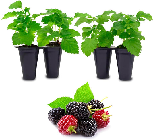 Boysenberry Plant (4 Pack) | Live Fruit Plant for Planting | Large, Juicy & Sweet Berries | Thorny & High-Yielding Variety | Grow Your Own Food in Your Edible Organic Garden | Perfect for Fresh Eating