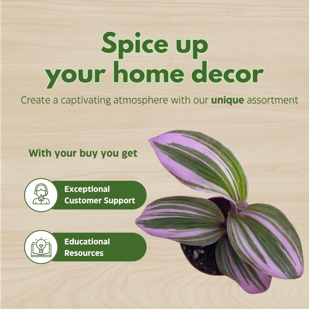 Wandering Dude Assortment, Tradescantia Variety, 2 inch, Set of 3 Tiny Mini Pixie Plant