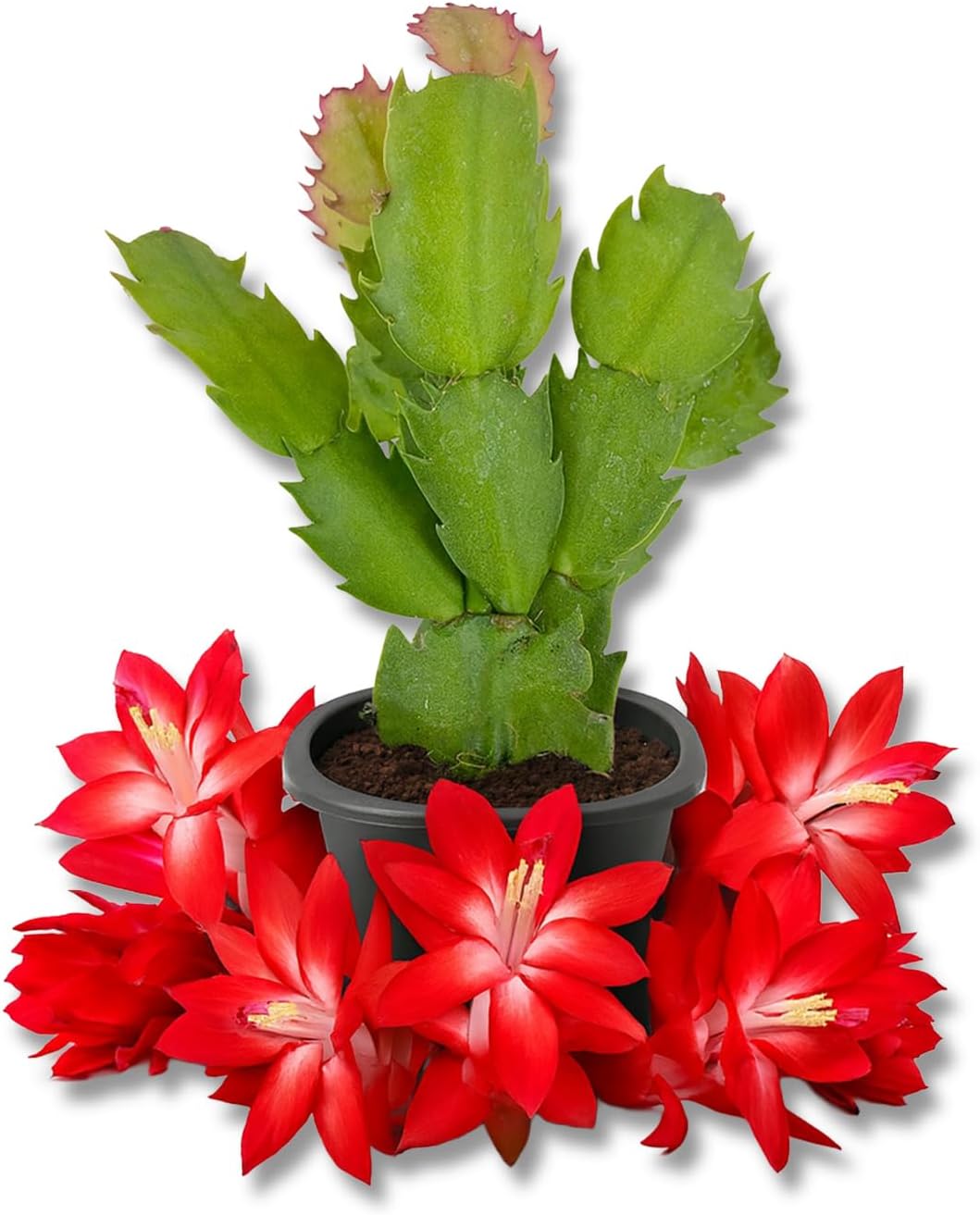 Red Christmas Cactus - Live Starter Plants - Schlumbergera Bridgesii - Beautiful Colorful Tropical Indoor Succulent