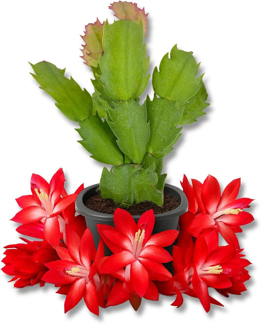 Red Christmas Cactus - Live Starter Plants - Schlumbergera Bridgesii - Beautiful Colorful Tropical Indoor Succulent