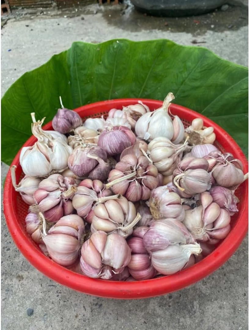 1 Pound Hard Neck Garlic for Planting in Fall, Big Garlic Bulb for Planting, Fresh and High Yield, Cold Hardy, Planting Softneck Hardneck